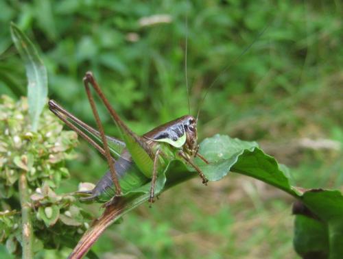 Pholidoptera littoralis