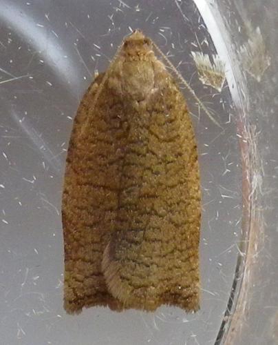 Réf. 96 697 : Archips rosana