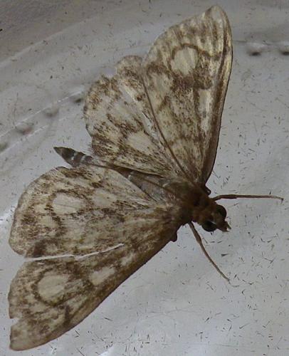 Anania sp.