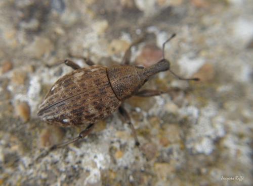 Réf. 96 463 : Lepyrus capucinus