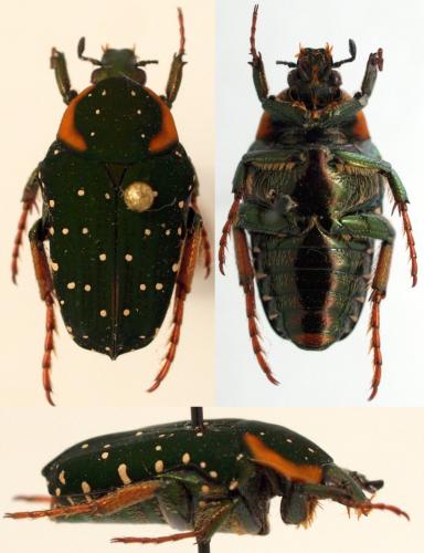 Leucocelis ferranti lequeuxi