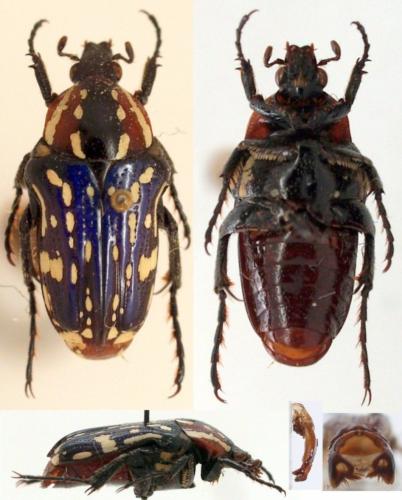 Réf. 96 921 : Leucocelis lucens