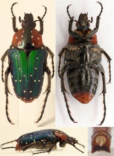 Leucocelis sp.
