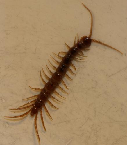 Lithobius sp.