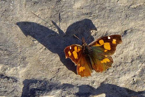 Réf. 96 323 : Libythea celtis