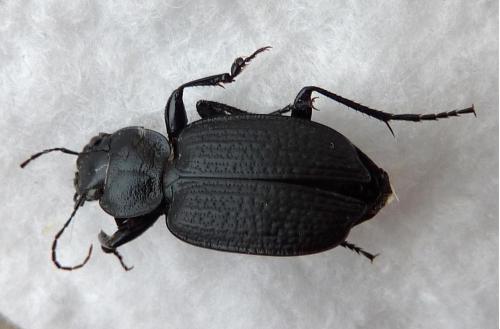 Réf. 96 819 : Licinus punctatulus