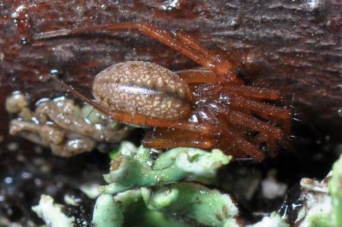 Réf. 96 108 : Stemonyphantes lineatus