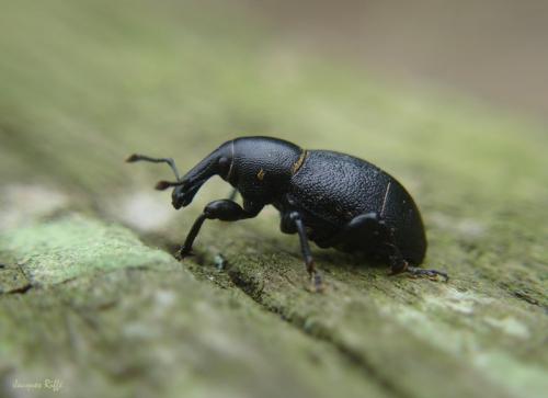 Liparus coronatus