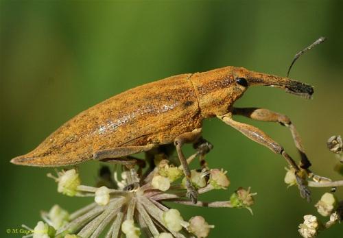 Réf. 96 253 : Lixus iridis