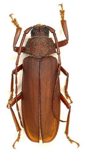 Phlyctenosis asperata