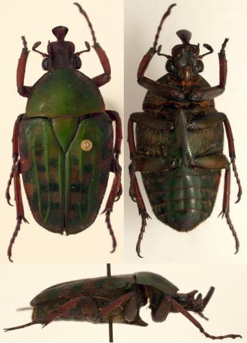 Lophorrhina pseudincoides