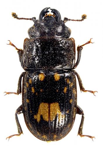 Temnoracta accliva