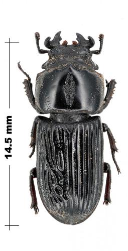 Réf. 96 962 : Nigidius sp.