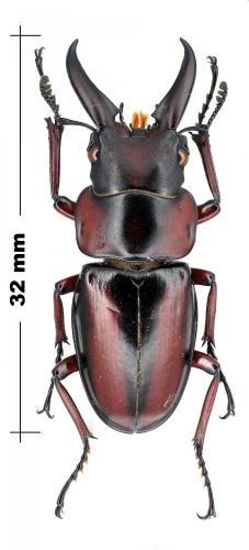 Prosopocoilus savagei