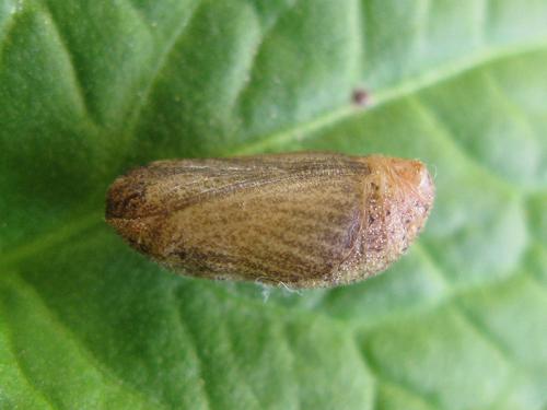 Lycaena phlaeas