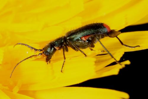 Malachius bipustulatus
