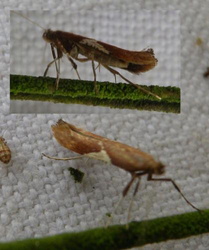 Caloptilia stigmatella
