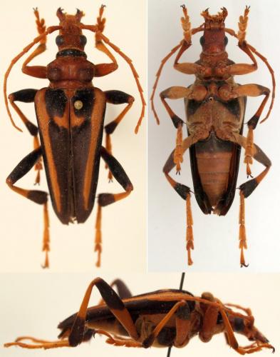 Réf. 96 728 : Mastododera transversalis
