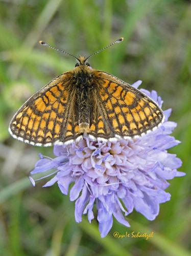 Melitaea sp.