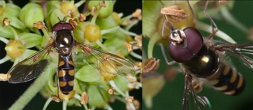 Réf. 96 673 : Meliscaeva auricollis