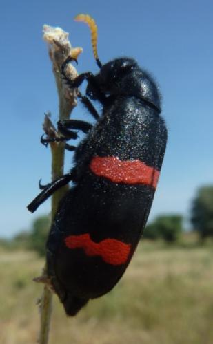 Réf. 96 221 : Hycleus dicinctus