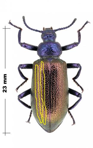 Réf. 96 834 : Metallonotus metallicus