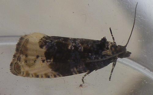 Hedya ochroleucana