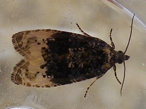 Hedya ochroleucana