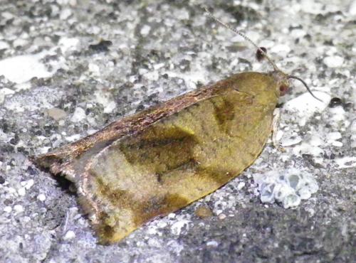 Réf. 96 698 : Archips rosana