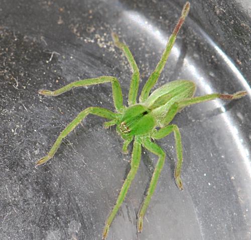 Micrommata ligurina