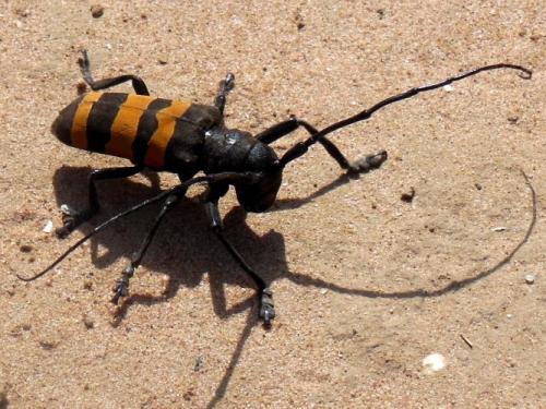 Diastocera trifasciata
