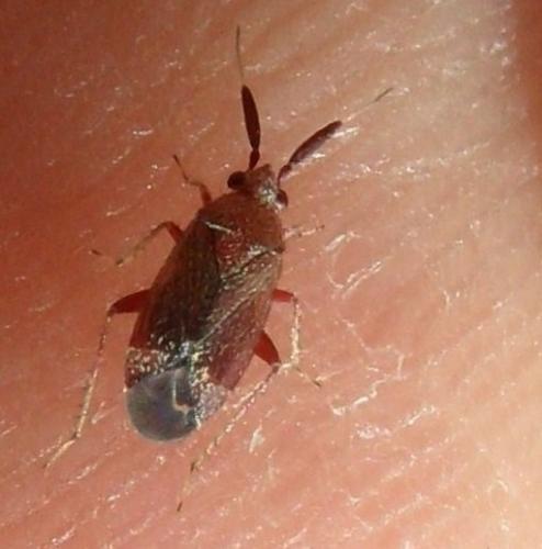 Atractotomus sp.