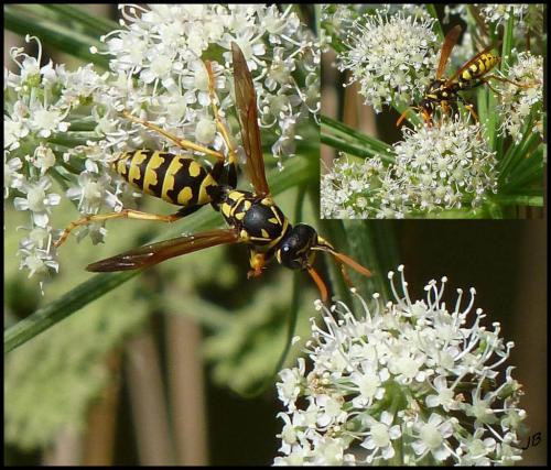 Polistes dominula