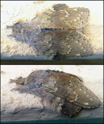Stauropus fagi