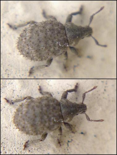 Réf. 96 919 : Romualdius angustisetulus