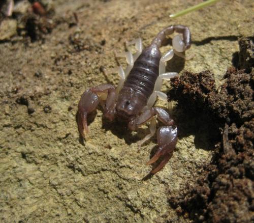 Euscorpius sp.