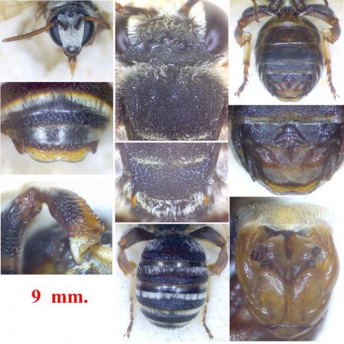 Réf. 96 052 : Nomiapis bispinosa