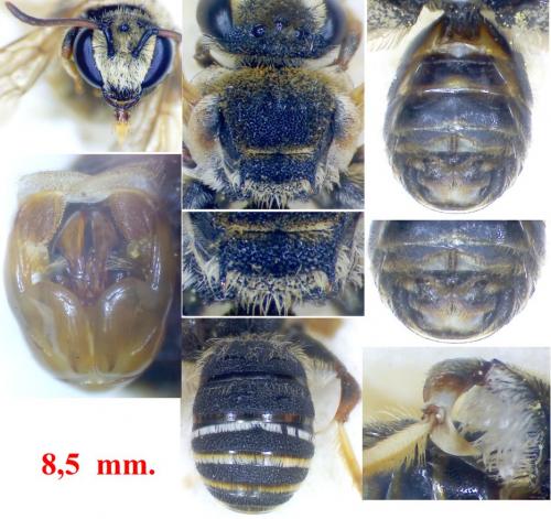Nomiapis diversipes