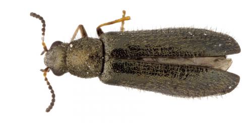 Réf. 96 234 : Dasytes plumbeus