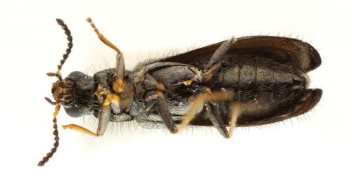 Réf. 96 235 : Dasytes plumbeus