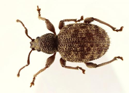 Réf. 96 064 : Otiorhynchus crataegi