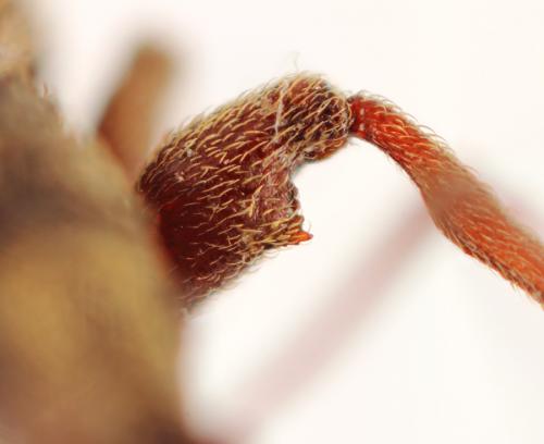 Otiorhynchus crataegi
