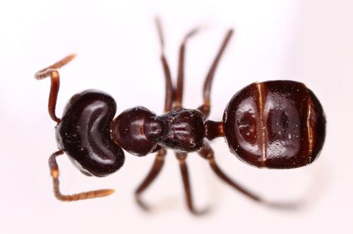 Lasius fuliginosus