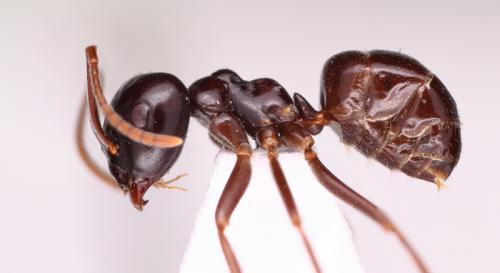 Réf. 96 404 : Lasius fuliginosus