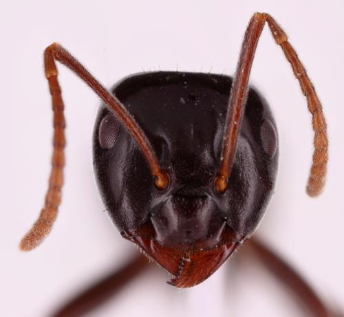 Réf. 96 407 : Lasius fuliginosus
