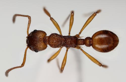 Réf. 96 702 : Myrmica ruginodis