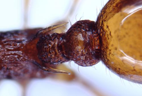 Réf. 96 783 : Myrmica ruginodis