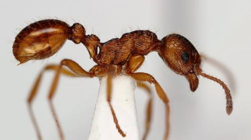 Réf. 96 703 : Myrmica ruginodis