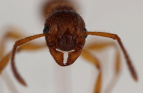 Réf. 96 704 : Myrmica ruginodis