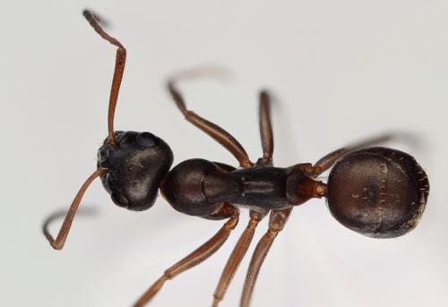 Réf. 96 807 : Formica fusca